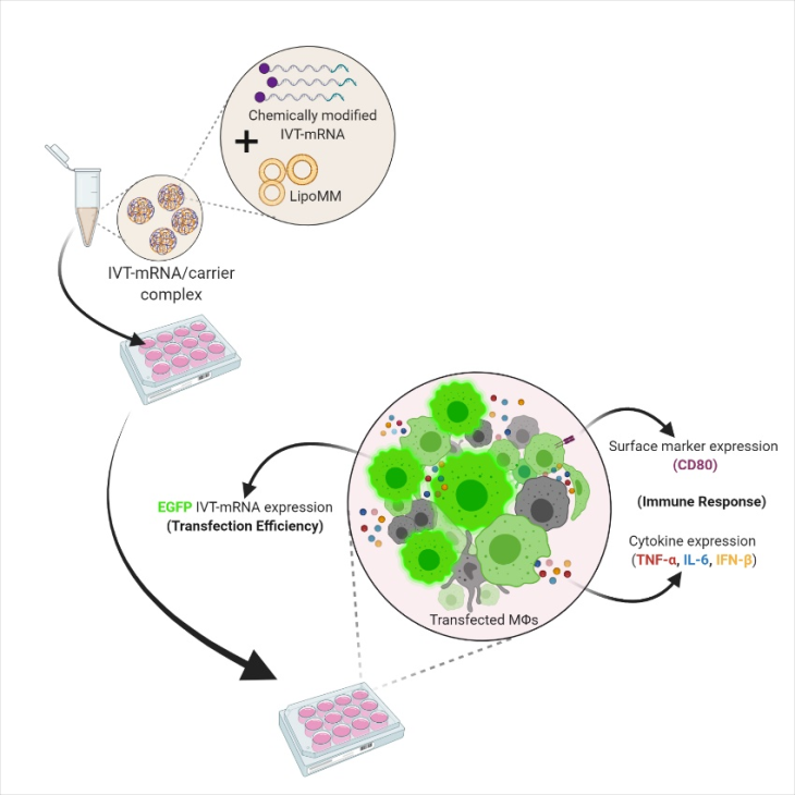Transfektion primärer menschlicher Makrophagen und anschließende Analyse der zellulären Reaktion, einschließlich der Transfektionseffizienz und der Immunaktivierung. Moradian, H., Roch, et al., Molecular Therapy - Nucleic Acids (2022) Moradian Veroeffentlichung: Transfektion von Makrophagen